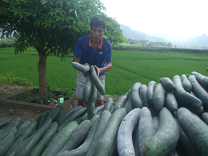 Nông dân thị trấn Mường Khến (Tân Lạc) đầu tư trồng bí xanh đem lại thu nhập khá.

